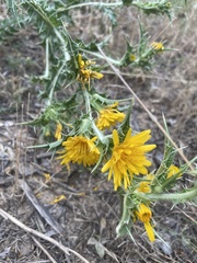 Scolymus hispanicus