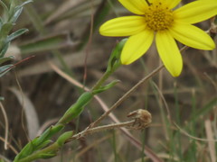 Osteospermum imbricatum