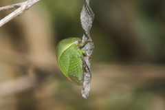 Spissistilus festinus