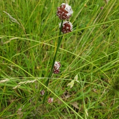 Allium