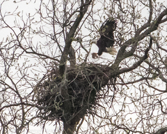 Haliaeetus leucocephalus