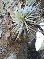 Tillandsia grandispica