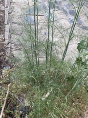 Foeniculum vulgare