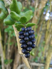 Notanthera heterophyllus