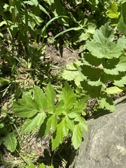 Tordylieae