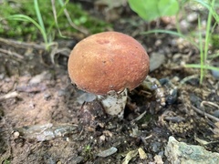 Xanthoconium purpureum