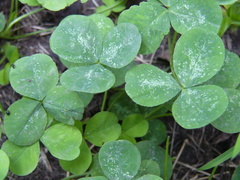 Trifolium stoloniferum
