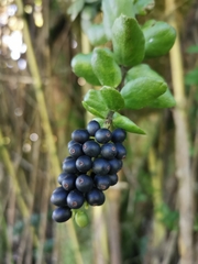 Notanthera heterophyllus