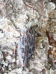 Chrysobothris scabripennis