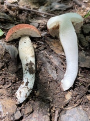 Xanthoconium purpureum