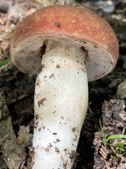 Xanthoconium purpureum