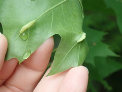 Macrodiplosis qoruca