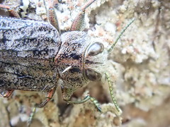 Chrysobothris scabripennis