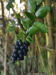 Notanthera heterophyllus