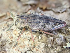 Chrysobothris scabripennis