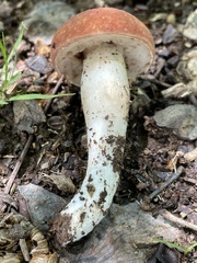 Xanthoconium purpureum