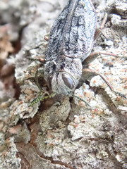 Chrysobothris scabripennis