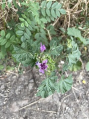 Malva sylvestris