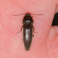 Melanotus communis