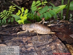 Nesoecia nigrispina