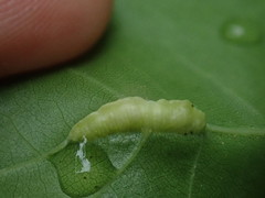 Macrodiplosis qoruca