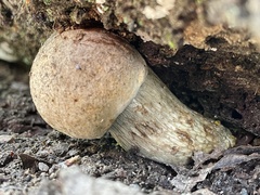 Retiboletus griseus