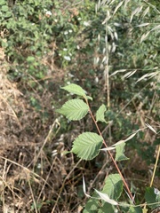 Ulmus minor
