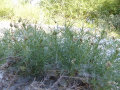 Plantago sempervirens