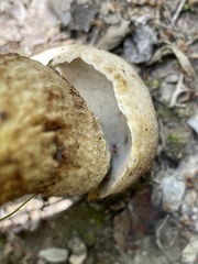 Retiboletus griseus