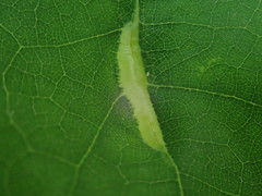 Macrodiplosis qoruca