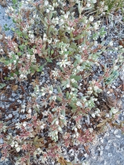 Sedum hispanicum