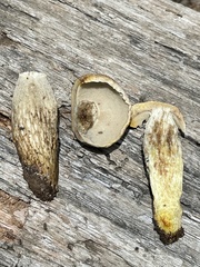Retiboletus griseus