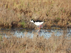 Himantopus mexicanus