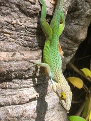 Anolis leachii