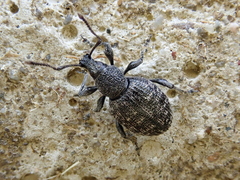 Otiorhynchus tristis