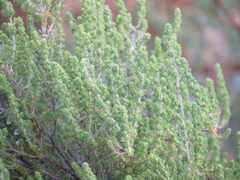 Erica chamissonis
