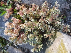 Sedum hispanicum
