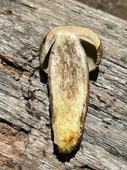 Retiboletus griseus