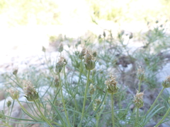 Plantago sempervirens