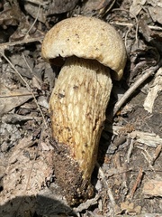 Retiboletus griseus