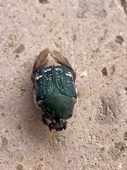 Euphoria westermanni