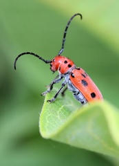 Tetraopes tetrophthalmus