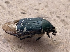 Euphoria westermanni