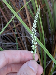 Polygala boykinii
