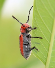 Tetraopes tetrophthalmus