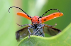 Tetraopes tetrophthalmus