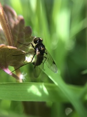 Chrysopilus cristatus