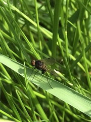 Chrysopilus cristatus