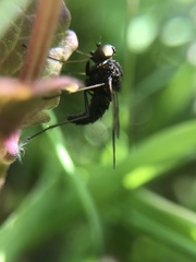Chrysopilus cristatus