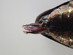 Chrysobothris scabripennis